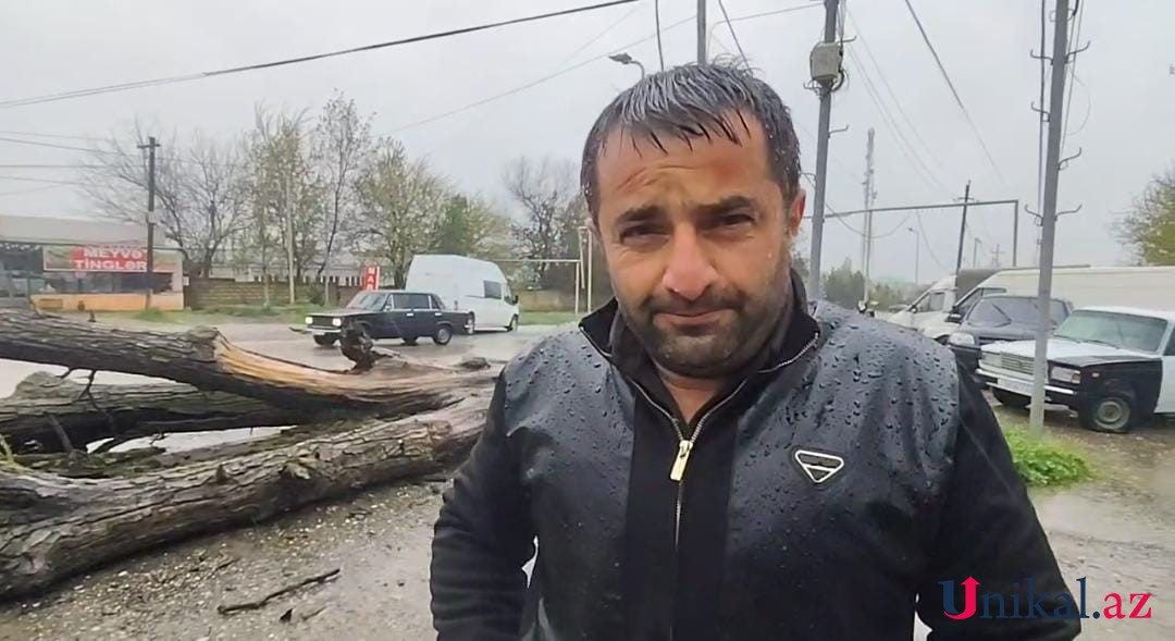 Qubada ağac yük avtomobilinin üzərinə aşdı - FOTOLAR